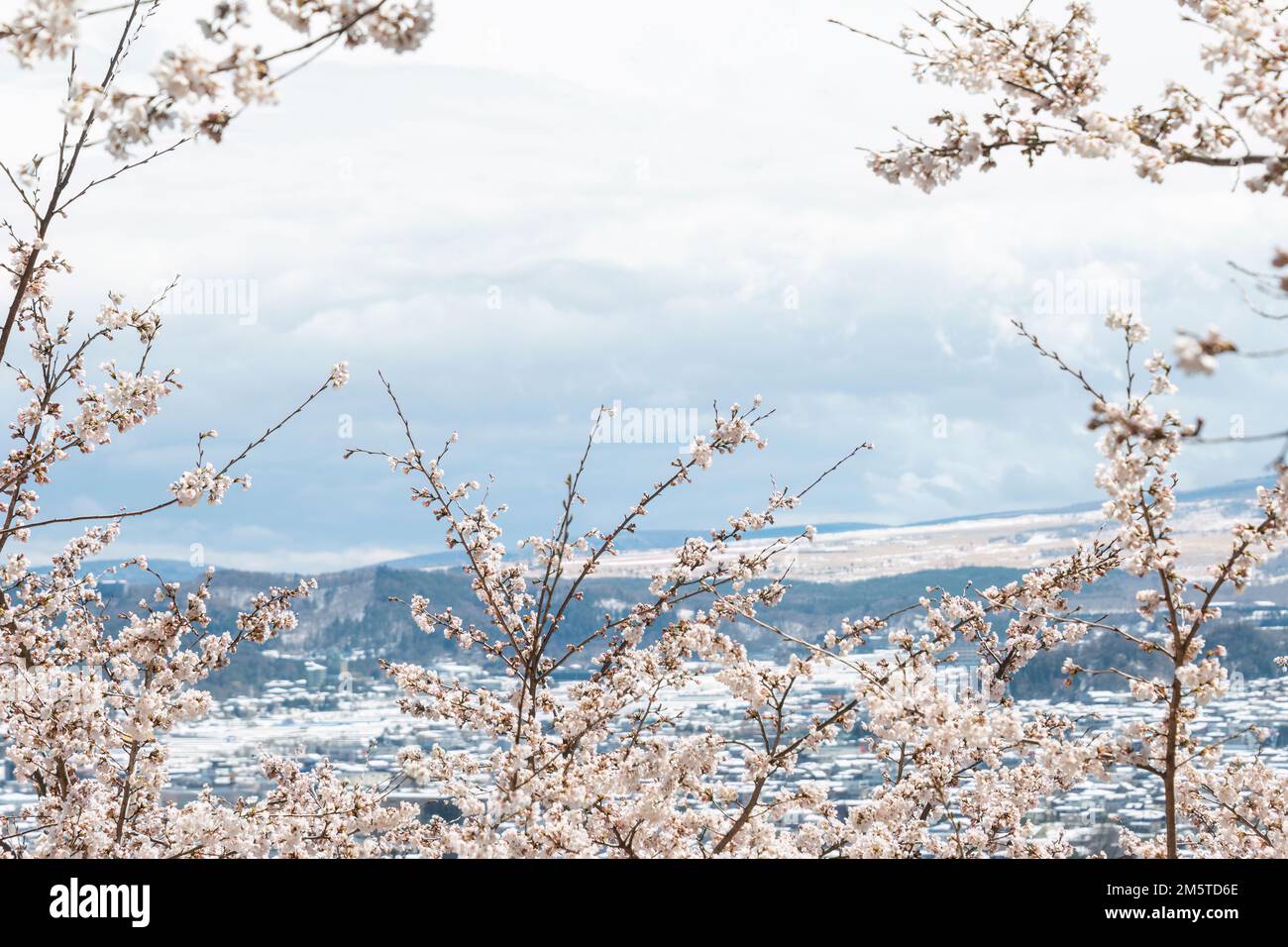 Rosafarbene Kirschblüten vor einem nebligen Berghintergrund. Japan. Stockfoto