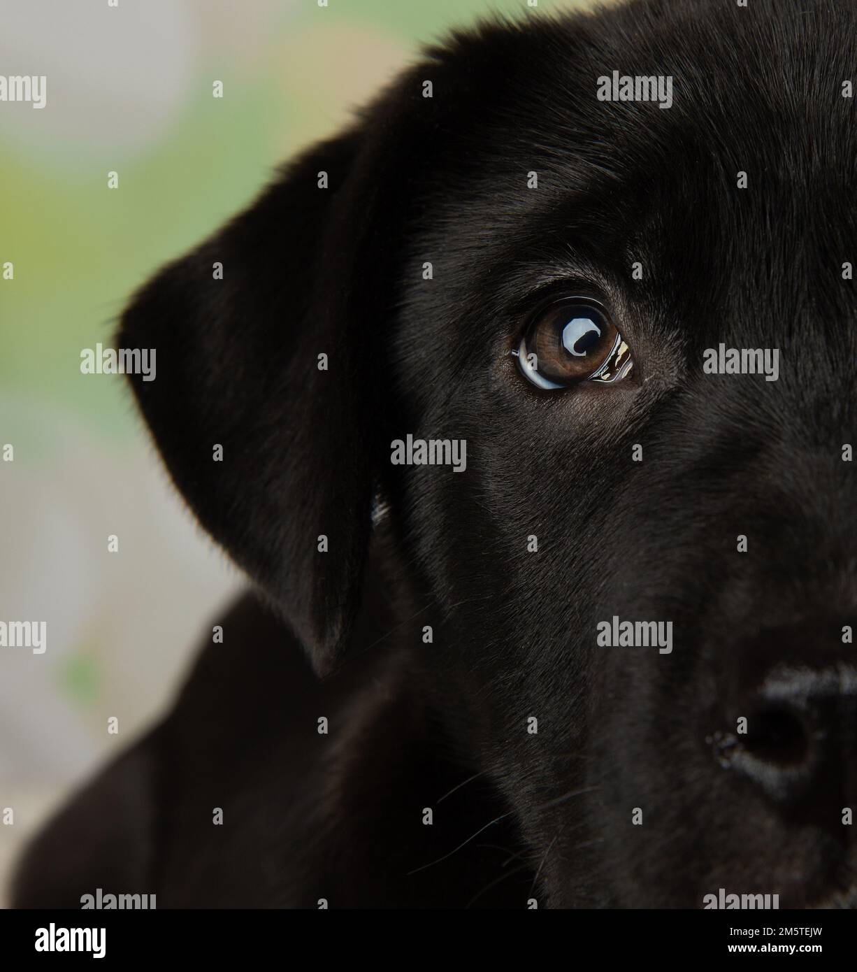 Süßes schwarz-weißes Mastiff Lab Mix Hündchen Nahauge Stockfoto