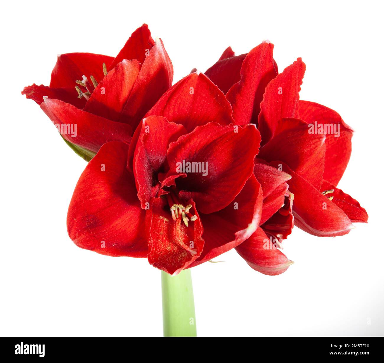 „Amorita Danu®“ Hippeastrum, Amaryllis (Hippeastrum x hortorum) Stockfoto