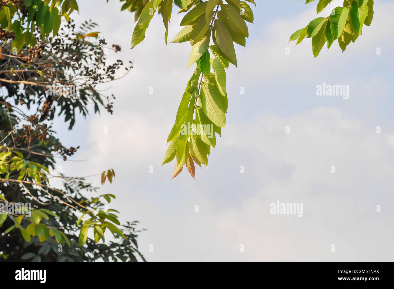Lagerstroemia calyculata Kurz oder lagerstroemia speciosa, Queens