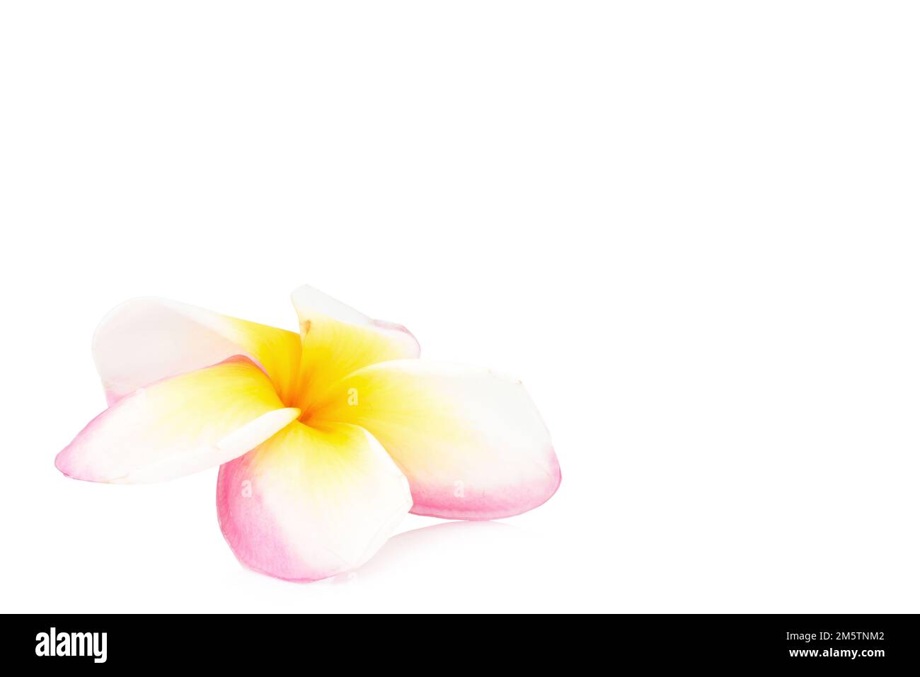 frangipani. plumeria. Tempelbaum. friedhofsbaum. Blume. Isoliert auf weißem Hintergrund. Stockfoto