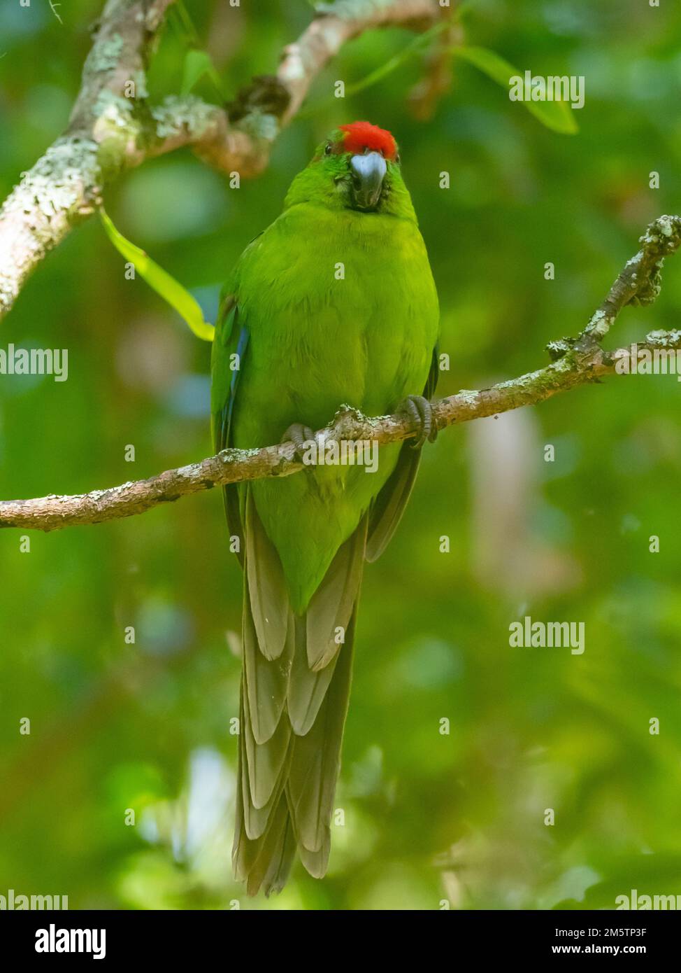 Norfolk Island Parakeet, Cyanoramphus cookii, eine vom Aussterben bedrohte Art in Australien Stockfoto