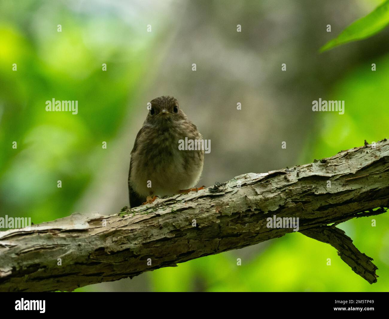 Norfolk Robin, Petroica Multicolor, ein endemischer Vogel, der nur auf Norfolk Island, Australien, gefunden wird Stockfoto