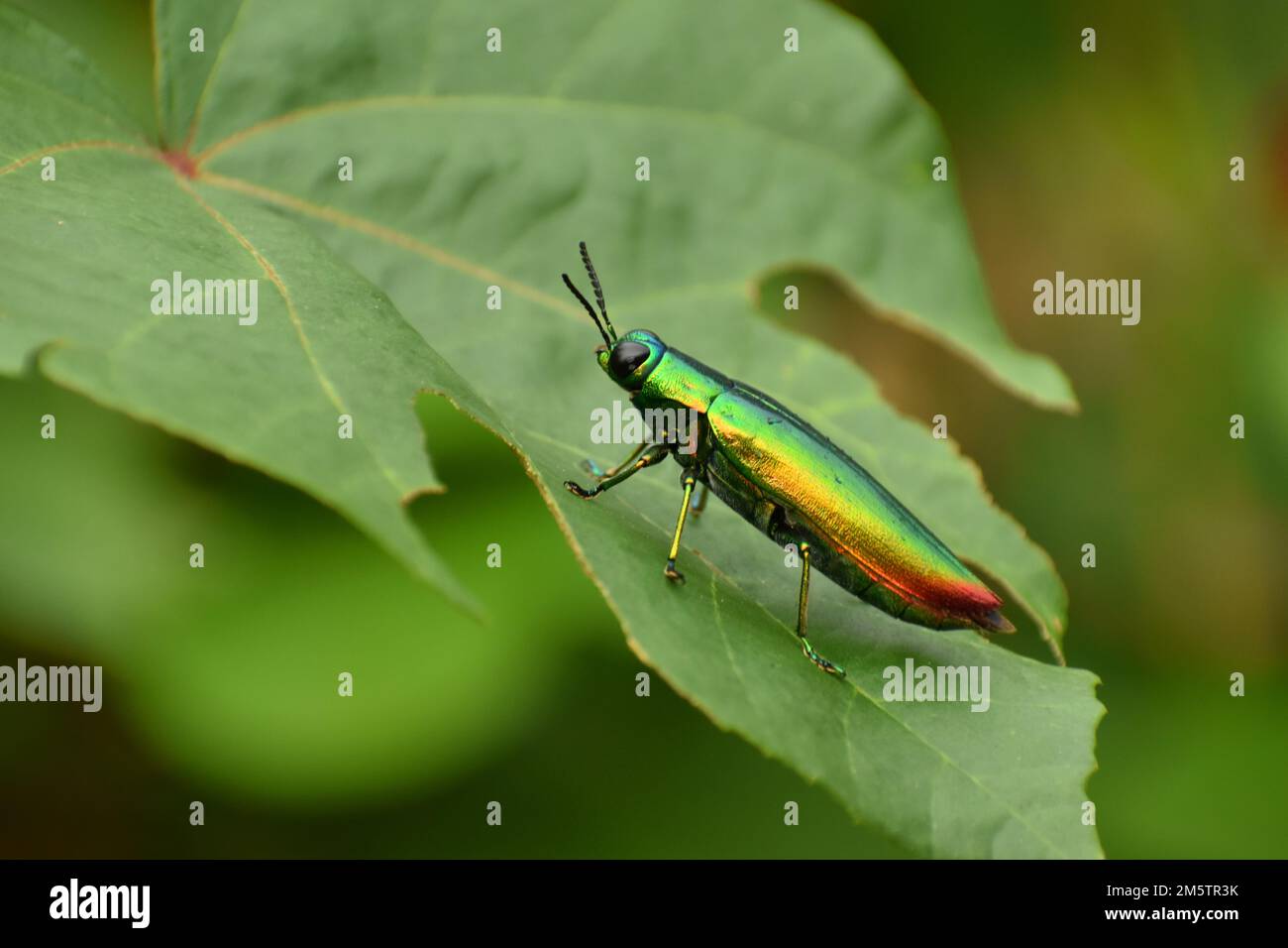 Juwelenkäfer auf grünem Blatt. Chrysochroa fulminans. Java, Indonesien. Makro Stockfoto