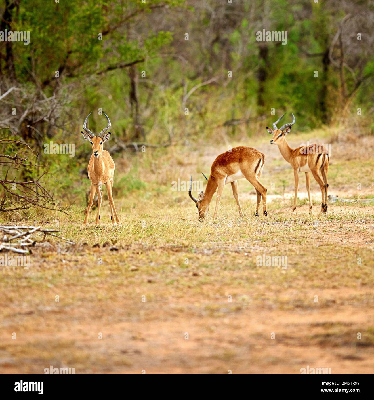 Grasende Gazellen. Volle Länge von drei Antilopen in den Ebenen Afrikas. Stockfoto