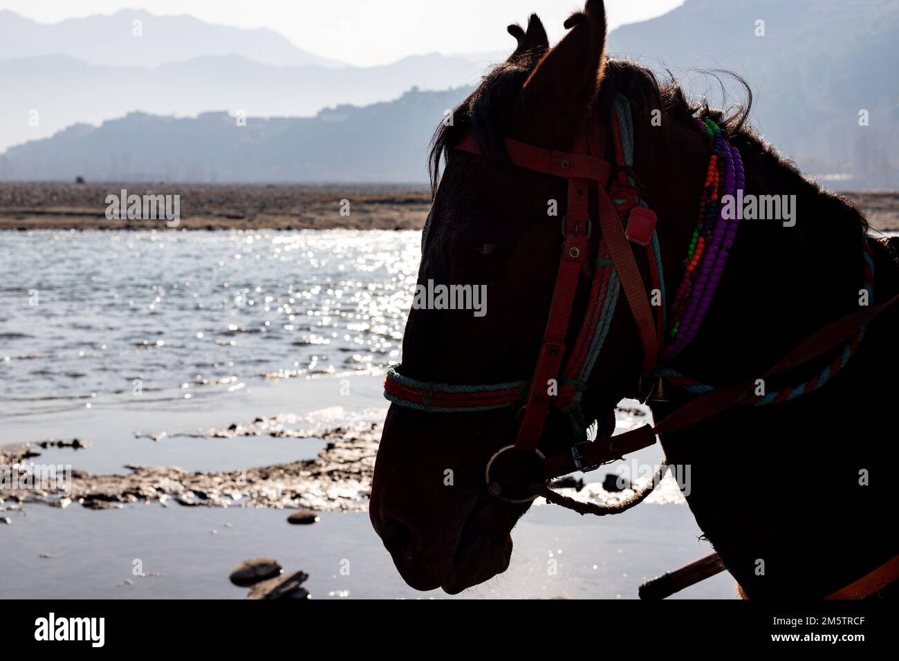 Silhouette mit Pferdekopf vor einer wunderschönen Landschaft am frühen Morgen Stockfoto