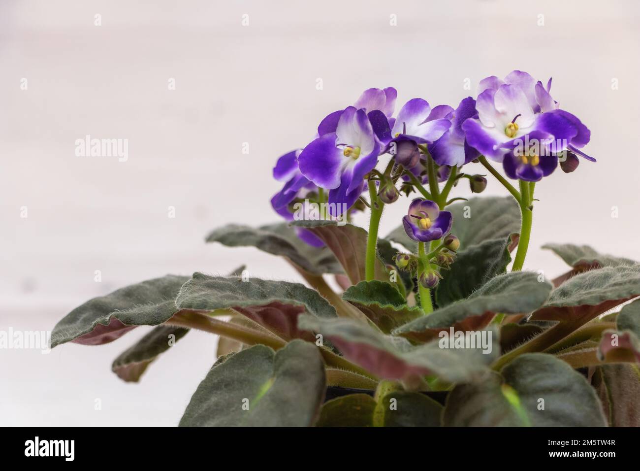 Eine violette afrikanische Violettblume in voller Blüte: Nahaufnahme Stockfoto