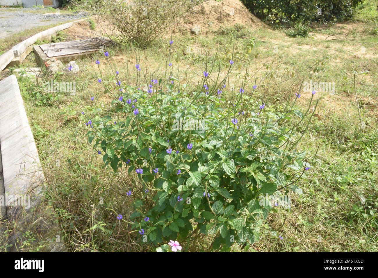 Natur und unser menschliches Leben 4 Stockfoto