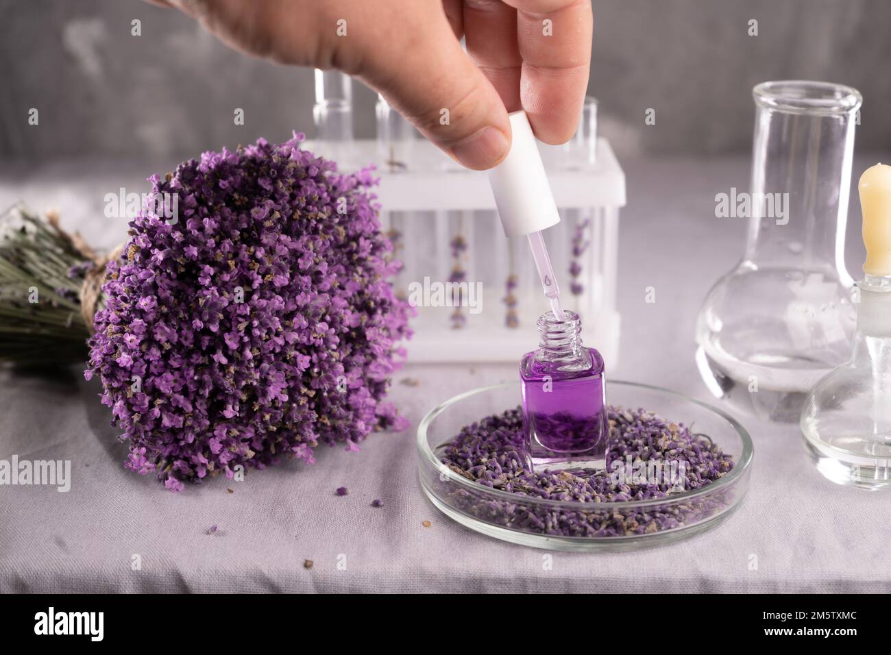 Purpurblüte mit Glaskolben, Fläschchen und Reagenzgläsern im Biologisch-kosmetisch-Health-Science-Labor. Speicherplatz kopieren Stockfoto