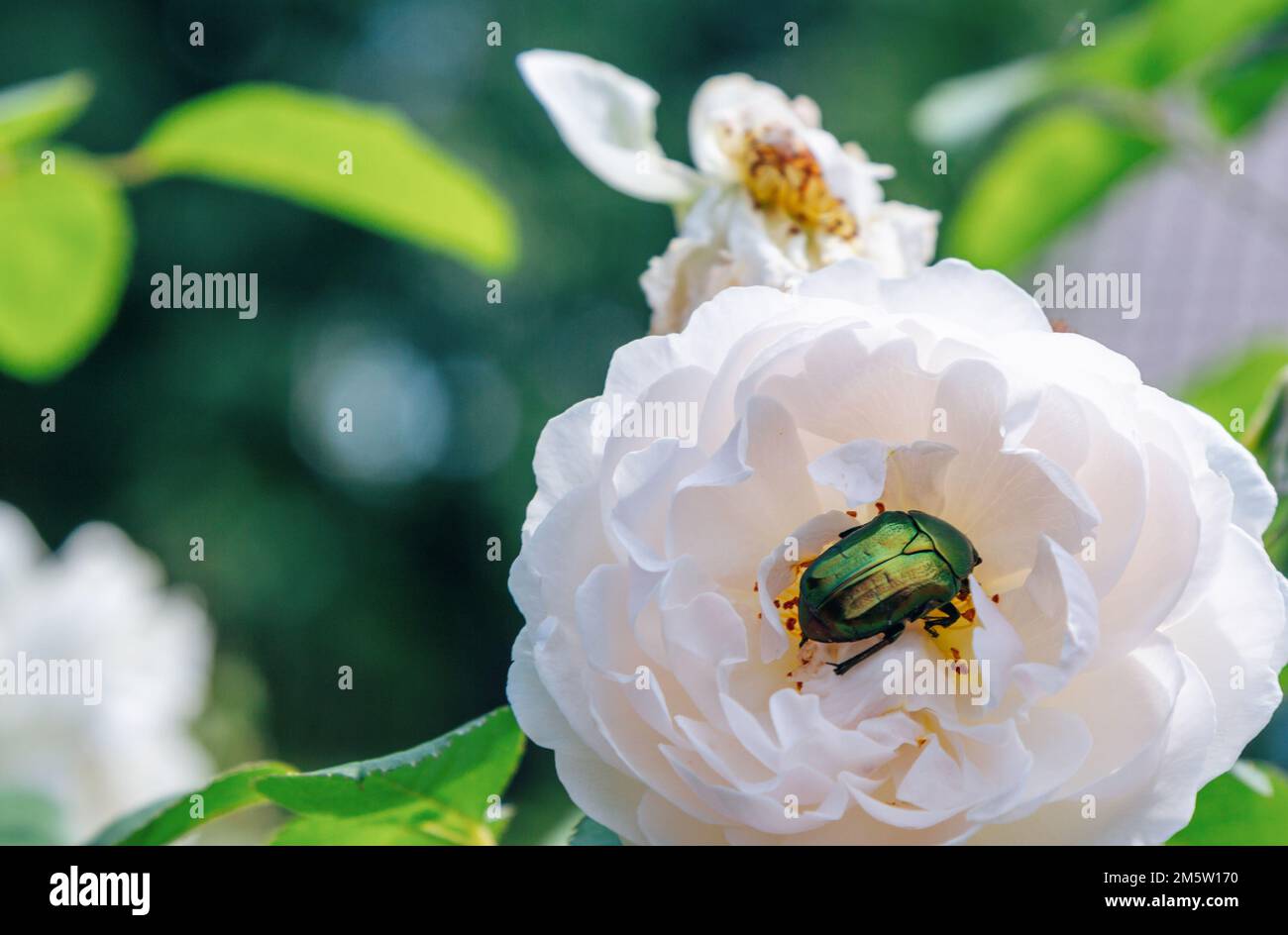 Schließen Sie Cetonia aurata oder den grünen Rosenscheuerschutz, einen Käfer auf einer blühenden weißen Rosenblume. Stockfoto