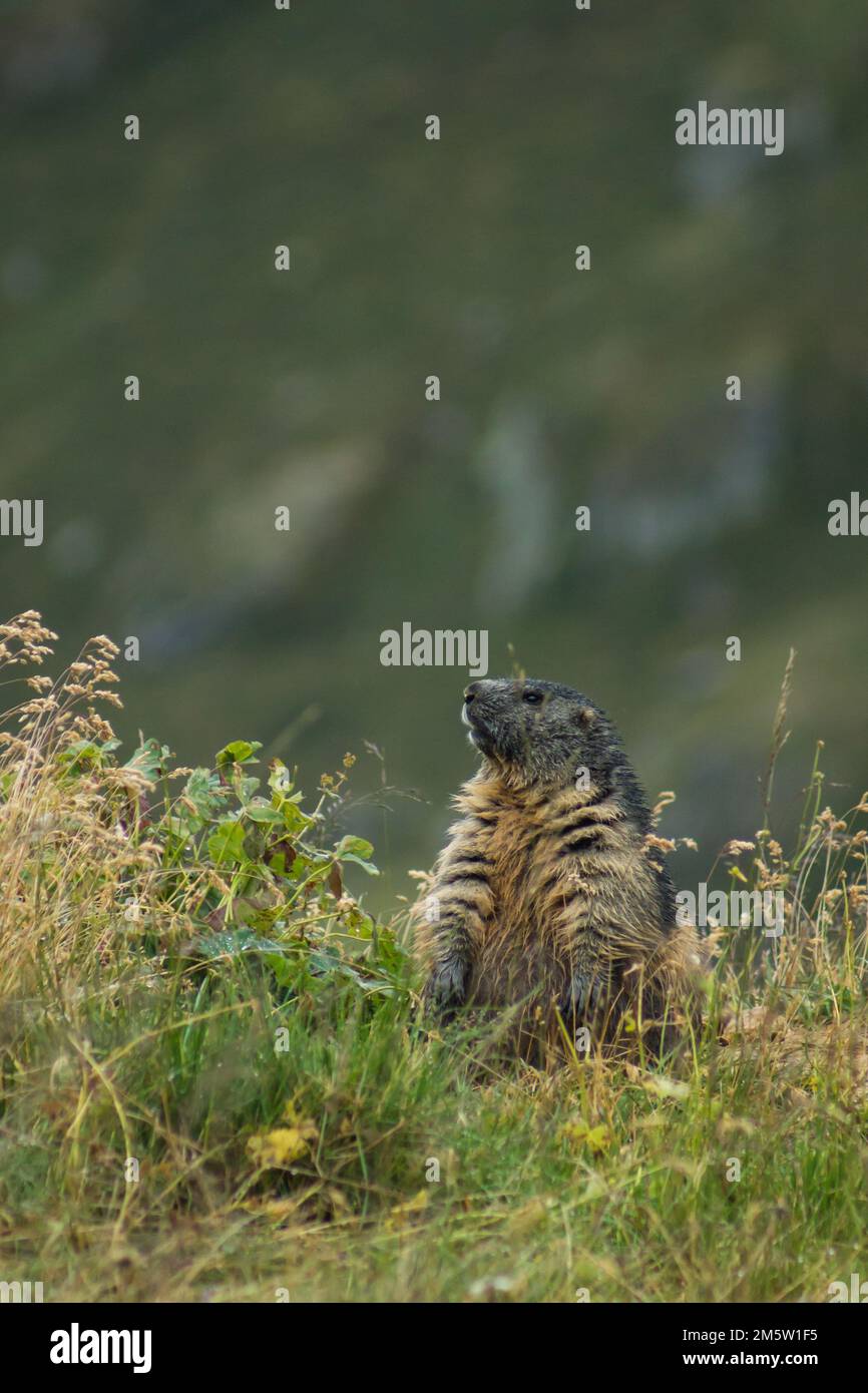 Ein vertikales Bild eines alpinen Murmeltieres, das tagsüber zwischen grünen Pflanzen mit unscharfem Hintergrund steht Stockfoto