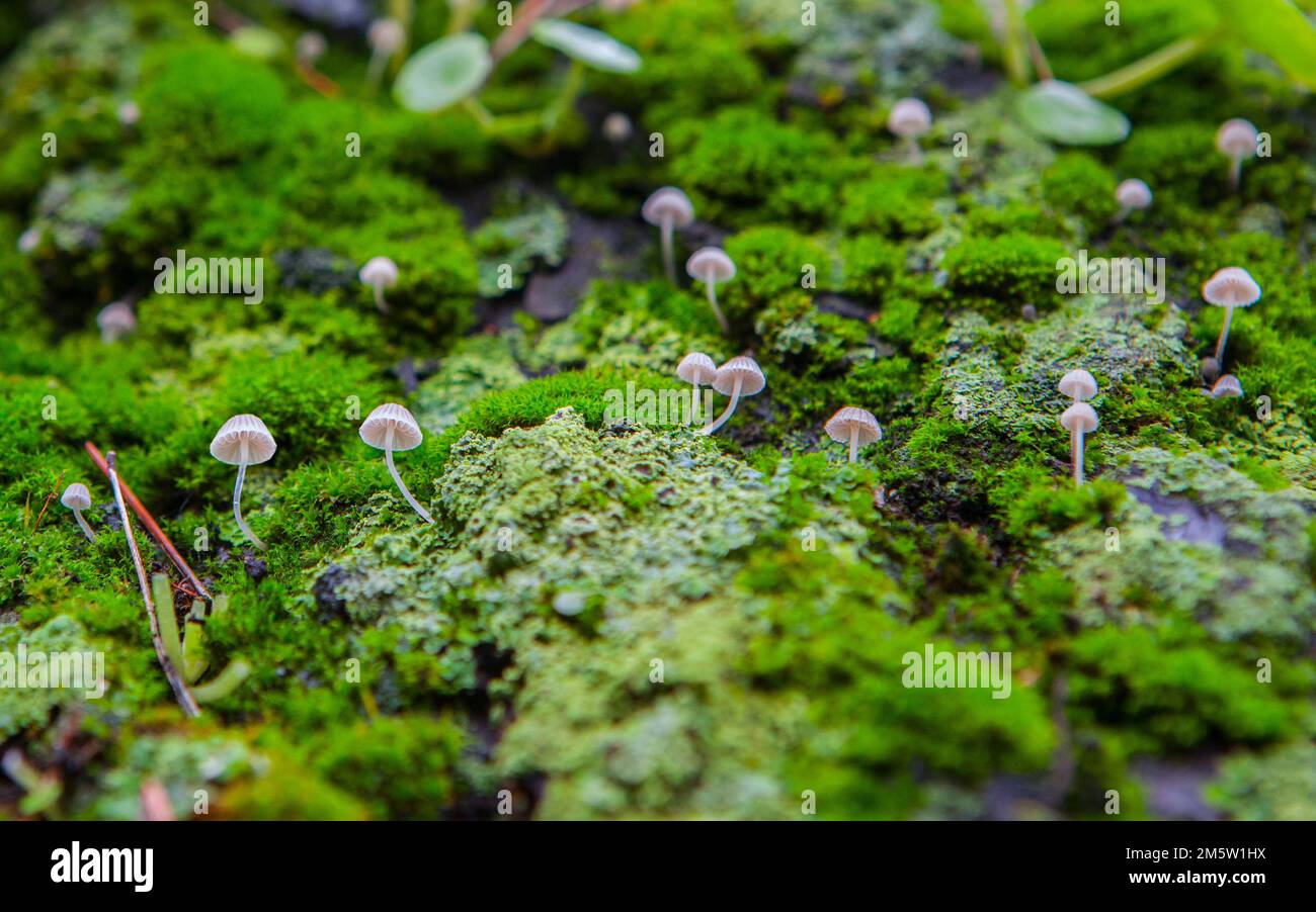 Kleine Pilze, die zwischen Navelworts auf nassgrüner Baumrinde wachsen. Nahaufnahme Stockfoto