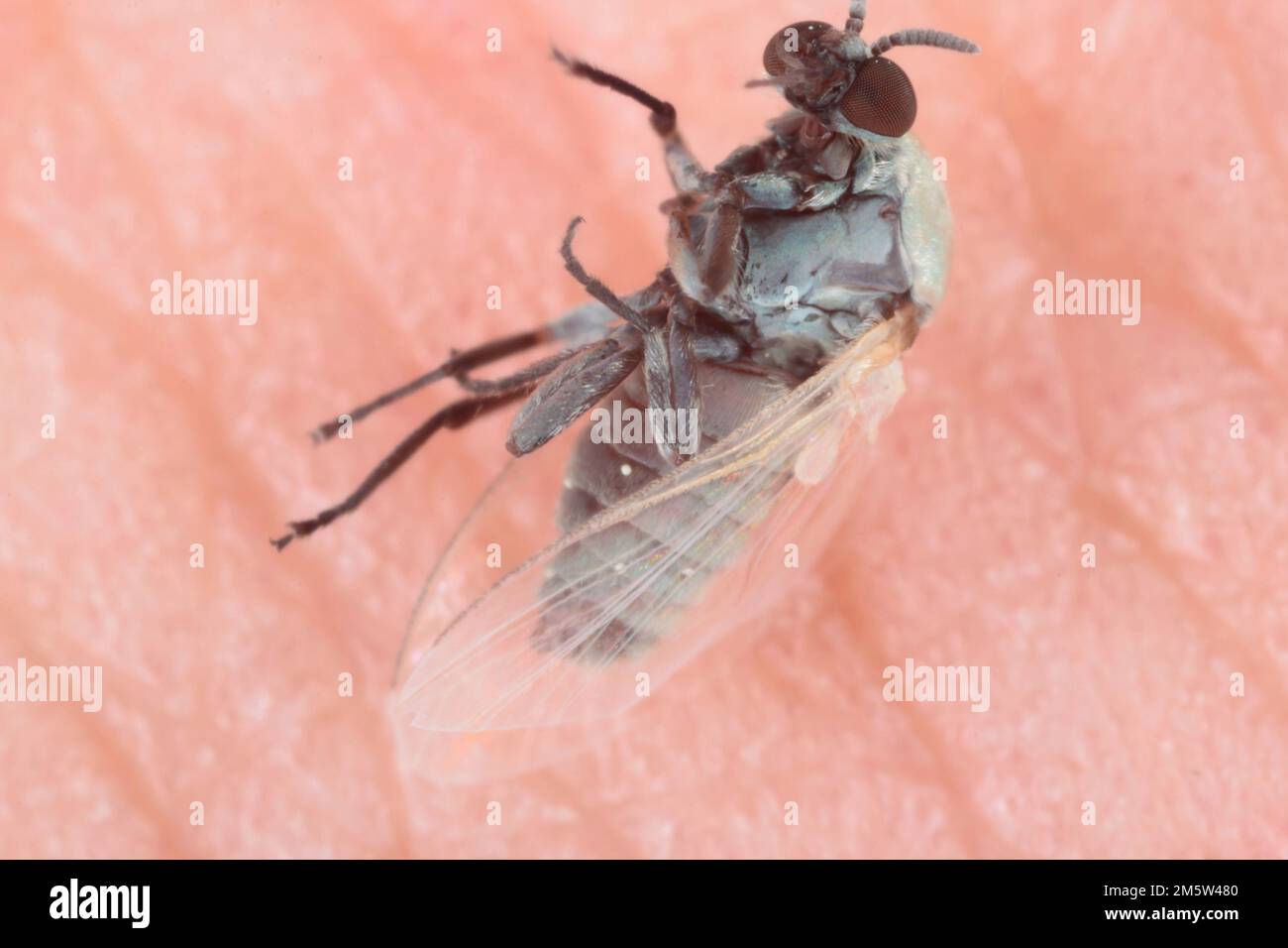 Erwachsene Schwarze Fliege der Familie Simuliidae, die getötet wurden, nachdem sie versucht hatten, Blut aus einer menschlichen Haut zu saugen. Stockfoto