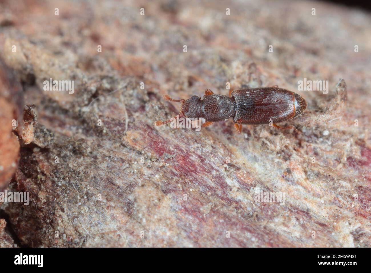 Monotoma longicollis ist eine Art der Familie Monotomidae. Manchmal ein Lagerschädling. Stockfoto
