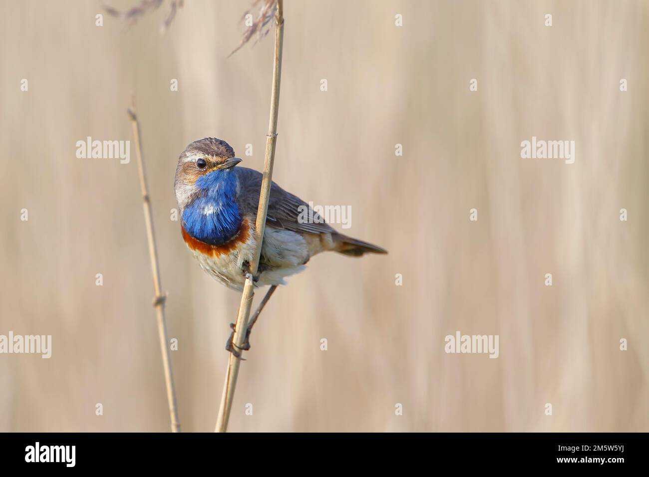 Blaukraut (Luscinia svecica) im Schilf, Niederlande Stockfoto