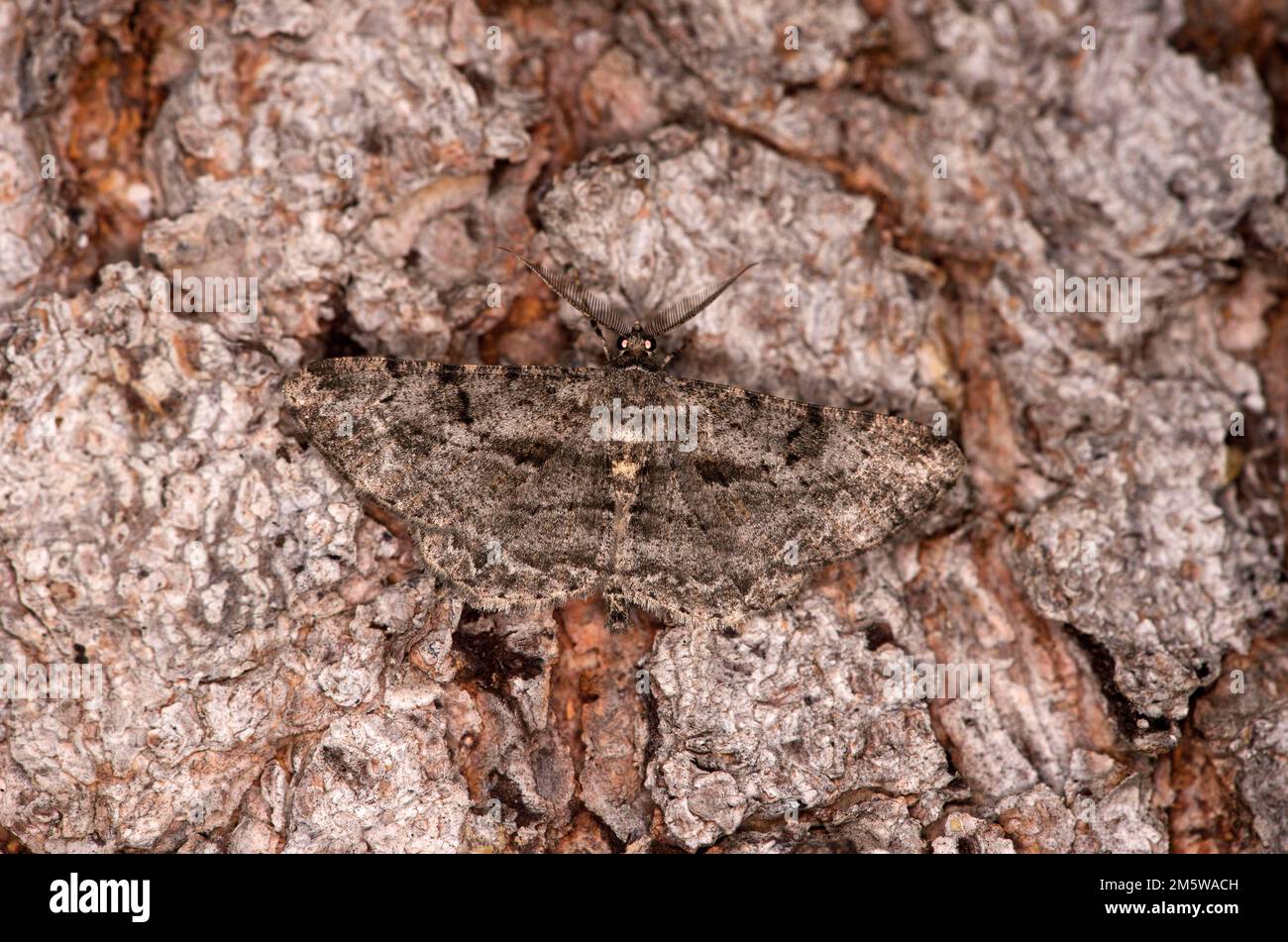 Gut getarnte Rindenmotte mit weißem Fleck (Parectrois similaria) auf einer Baumrinde, Walais, Schweiz Stockfoto