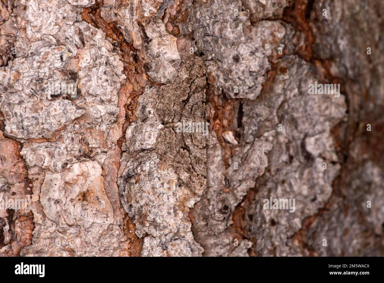 Gut getarnte Rindenmotte mit weißem Fleck (Parectrois similaria) auf einer Baumrinde, Walais, Schweiz Stockfoto