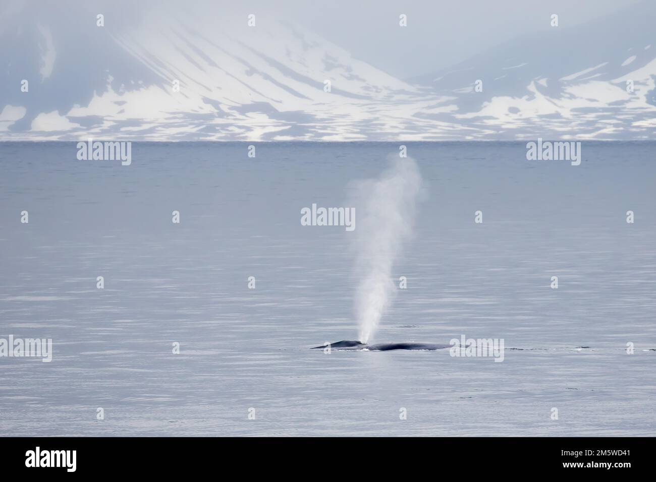 Blauwal (Balaenoptera musculus), ausgewachsen, taucht auf und spritzt, in Küstenlebensraum mit Licht von der Mitternachtssonne, Isfjorden, Svalbard Stockfoto