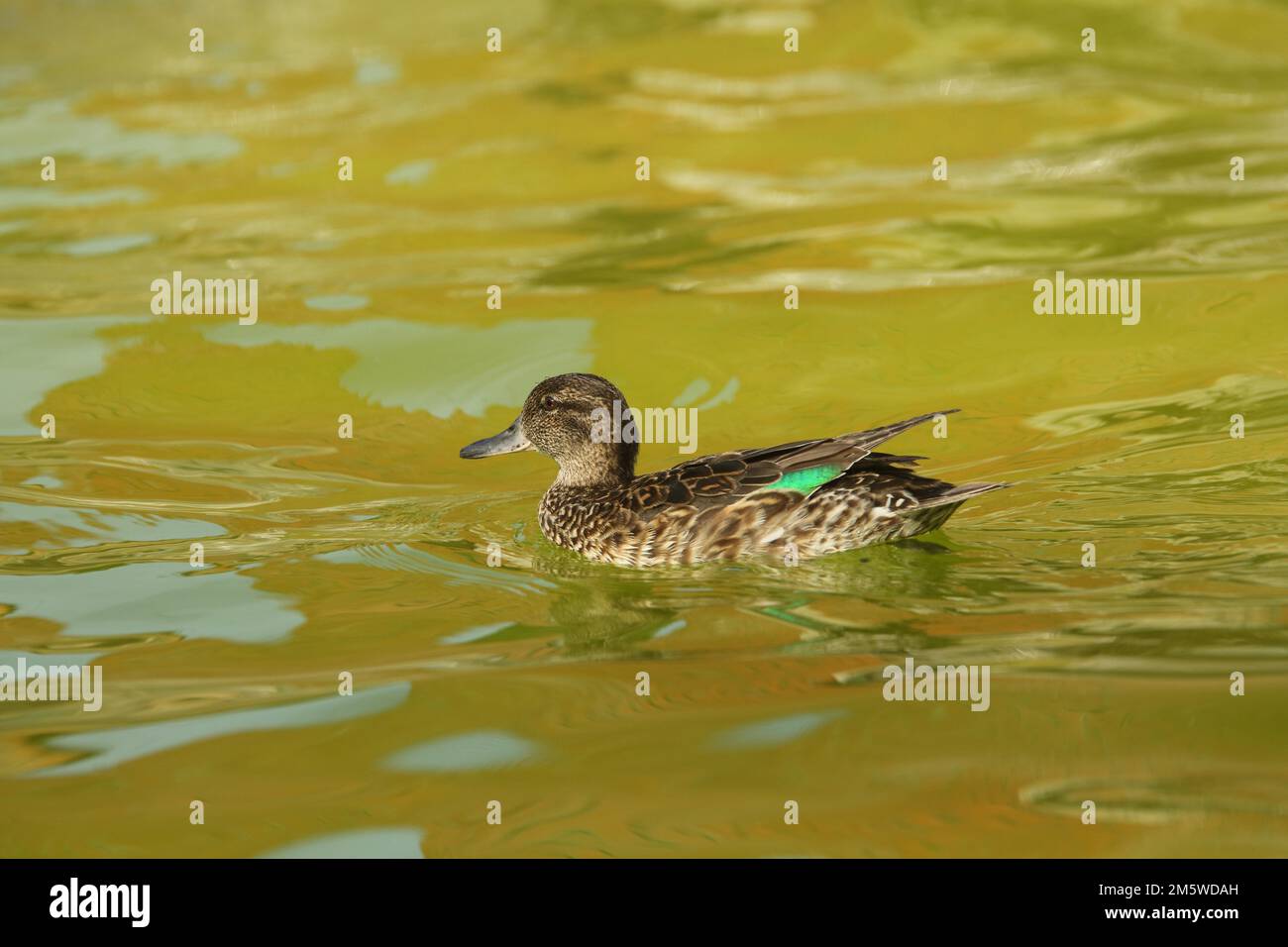 Männlich eurasische Ente (Anas crecca), Schwimmen, Gelb, Grün, Wasser, Unverlierbar Stockfoto