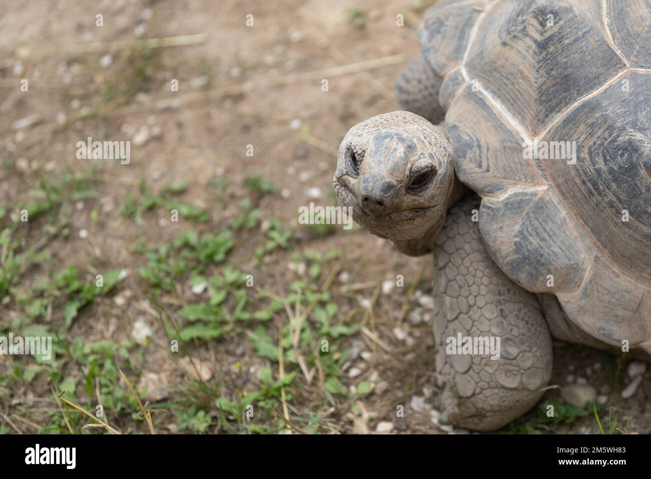 Nahporträt eines großen Schildkrötenkopfes. Mit detaillierten Skalen, Augen und antikem Look. Tierwelt. Stockfoto