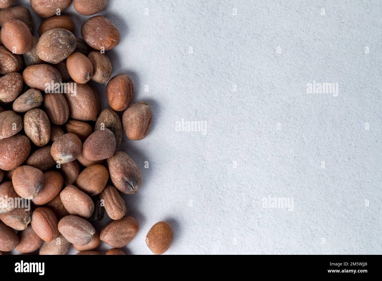 Daikon-Seeds mit Kopierraum von oben Stockfoto