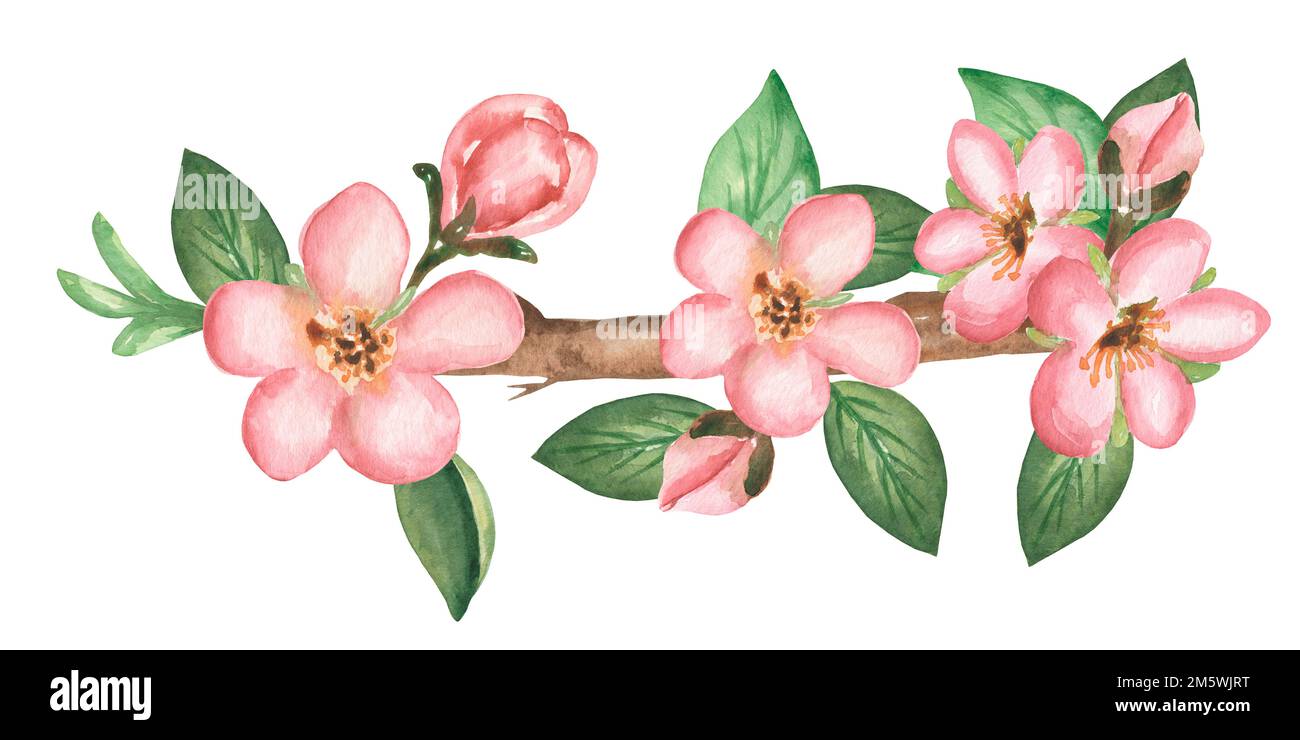 Handgezeichnete Aquarelle mit Blättern und Apfelblumen auf dem Ast. Blütenzeit. Stockfoto