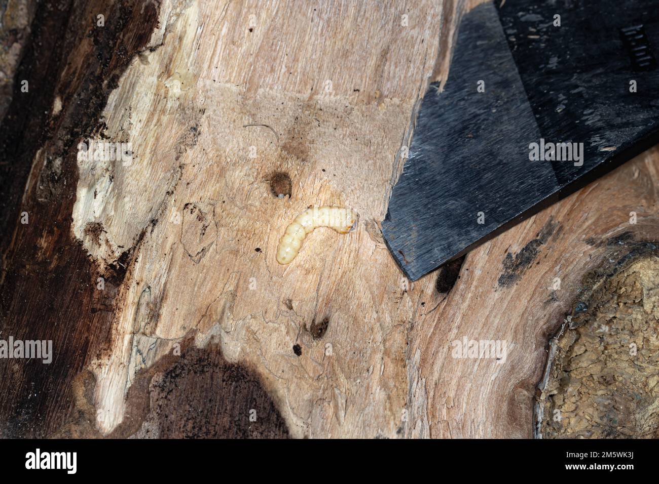 Eingebettet in einen Tunnel in totem Holz. Ein komplizierter Blick auf diesen Waldschädling in seiner natürlichen Umgebung Stockfoto
