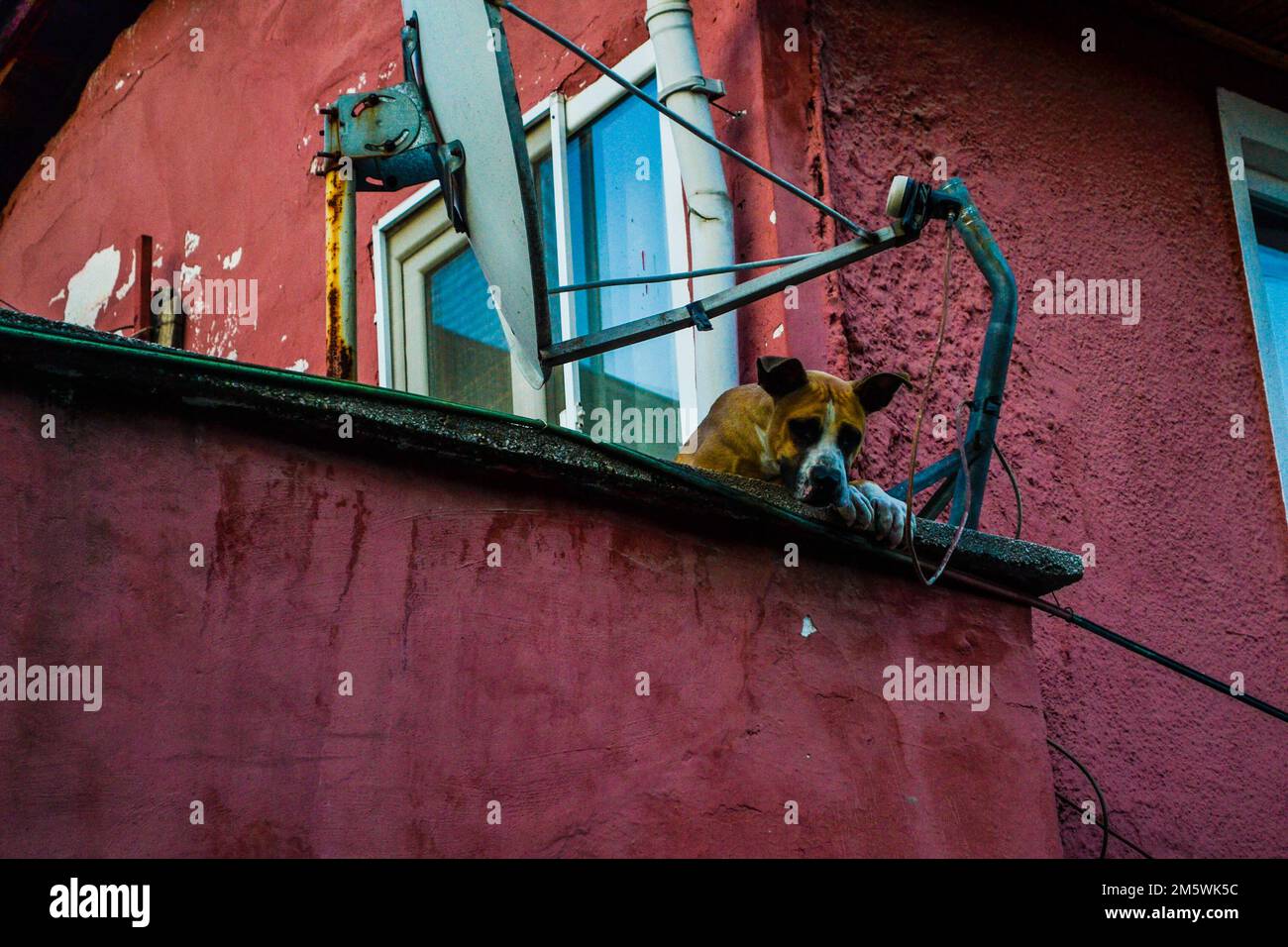 Großer Hund, der vom Balkon des alten Hauses aus nach unten schaute Stockfoto