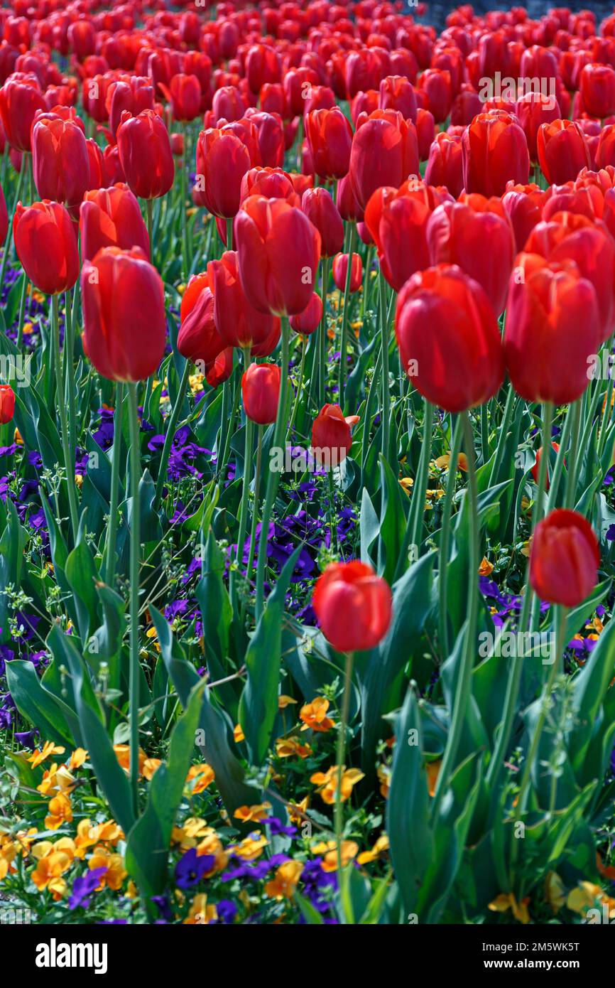 Dichtes Feld mit leuchtend roten Tulpen und anderen Blumen. Wunderschöne Frühlingsblühlandschaft Stockfoto