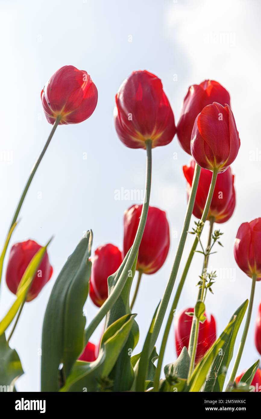Blick auf leuchtend rote Tulpen vor blauem Himmel. Frühlingsblumen in Blüte. Schönheit der Natur Stockfoto