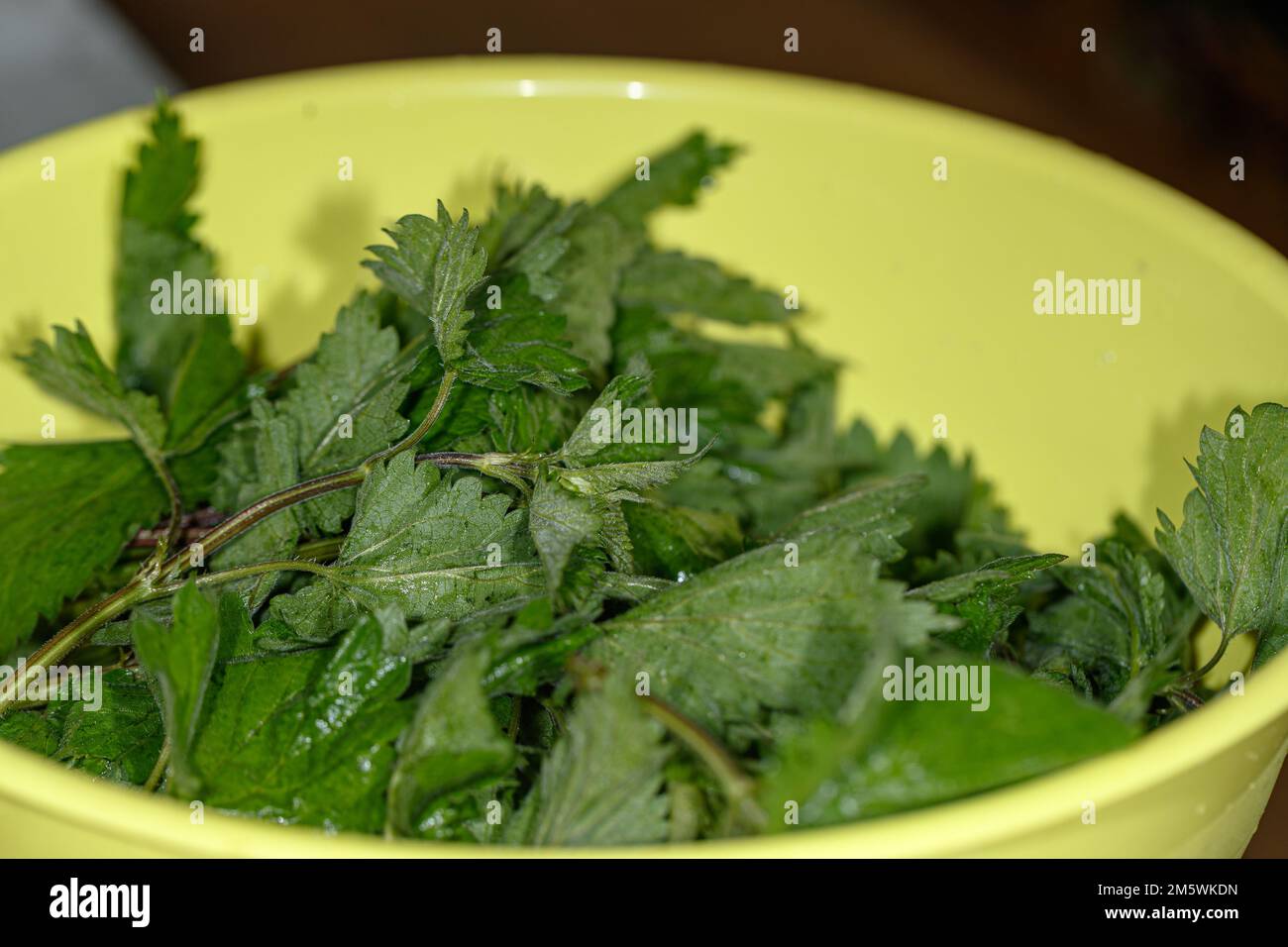 Frisch gepflückte Brennnesselblätter in einer gelben Schüssel. Zutat zum Kochen oder zur Verwendung mit Kräutern. Gesunde Ernährung Stockfoto