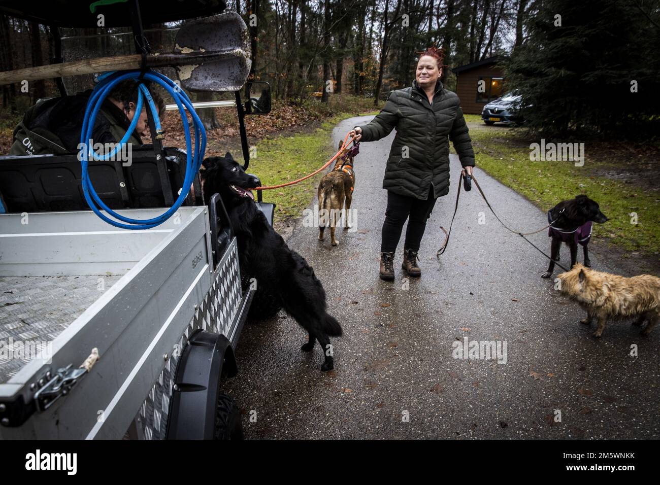 Ommen, Niederlande. 31. Dezember 2022. OMMEN: Gäste gehen mit ihrem Hund auf einem Campingplatz spazieren. Der Campingplatz ist voll ausgebucht mit Leuten, die mit ihren Hunden vor dem Feuerwerk fliehen. ANP VINCENT JANNINK netherlands Out - belgium Out Credit: ANP/Alamy Live News Stockfoto