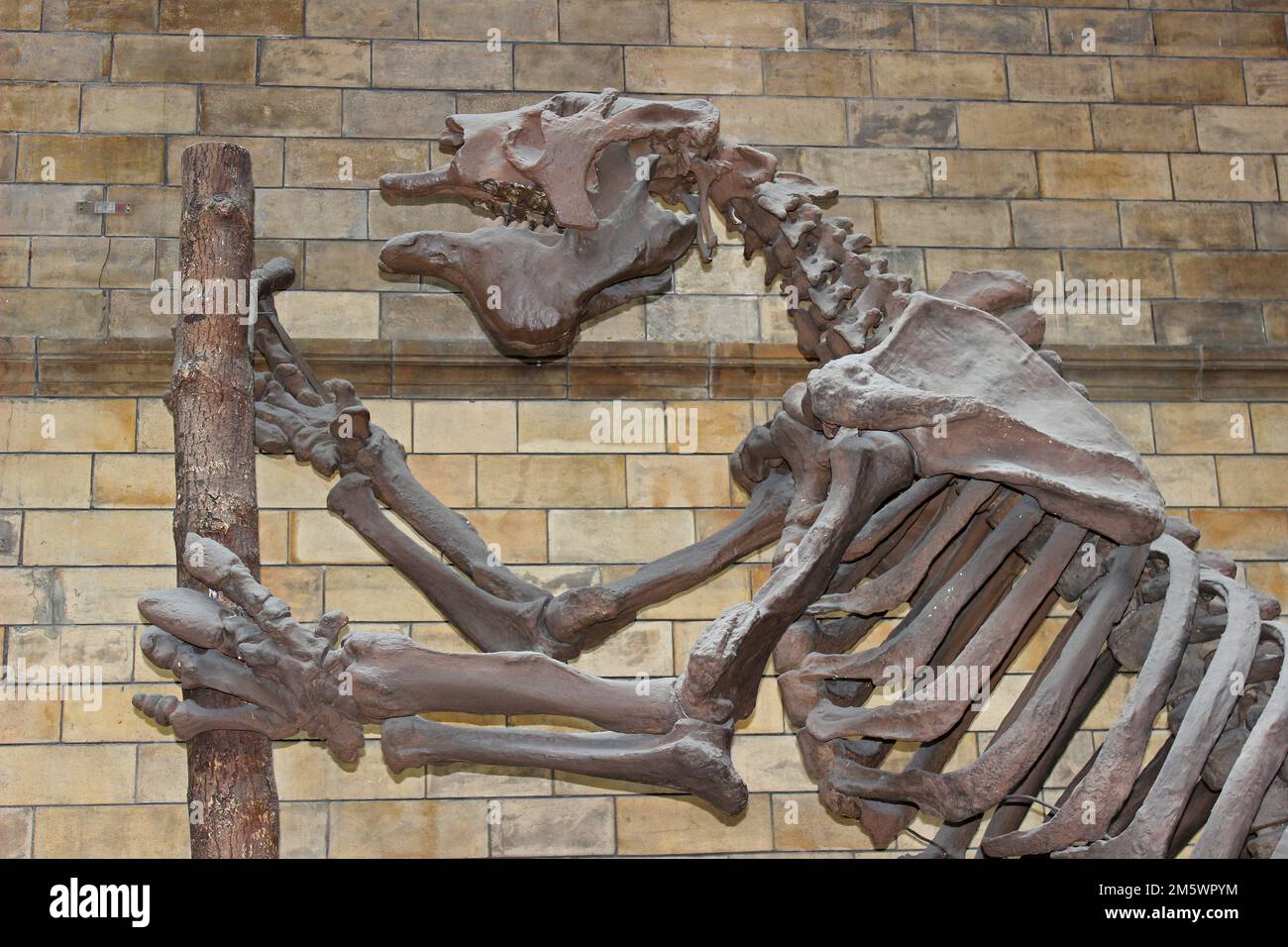 Das riesige Sloth Skeleton Megatherium americanum im Natural History Museum London Stockfoto