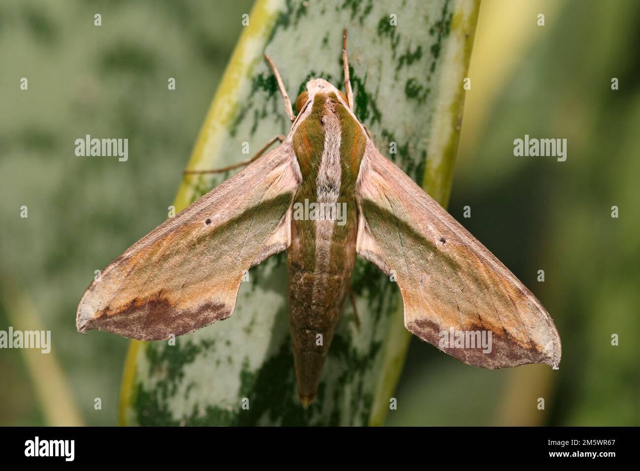 Green Hawk Moth Pergesa Acteus, Java, Indonesien Stockfoto