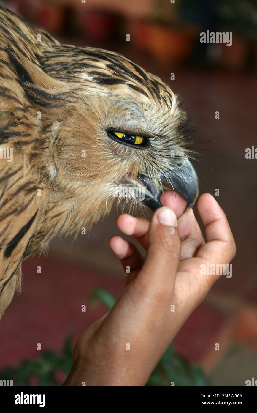 Buffy Fischeule Ketupa Ketupu, das von einer indonesischen Familie als Haustier gehalten wird Stockfoto