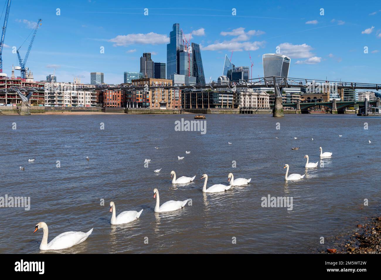 Eine Schar stummer Schwäne auf der Themse am Bankside Beach mit Millennium Bridge und den Tower Blocks von City of London im Hintergrund. Bankside Stockfoto