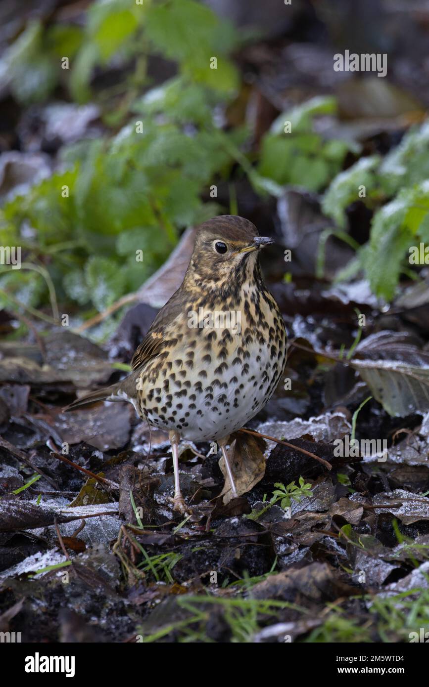 Fütterung von Song Thrush (Turdus philomelos) in Frost Whitlingham CP Norfolk UK GB Dezember 2022 Stockfoto