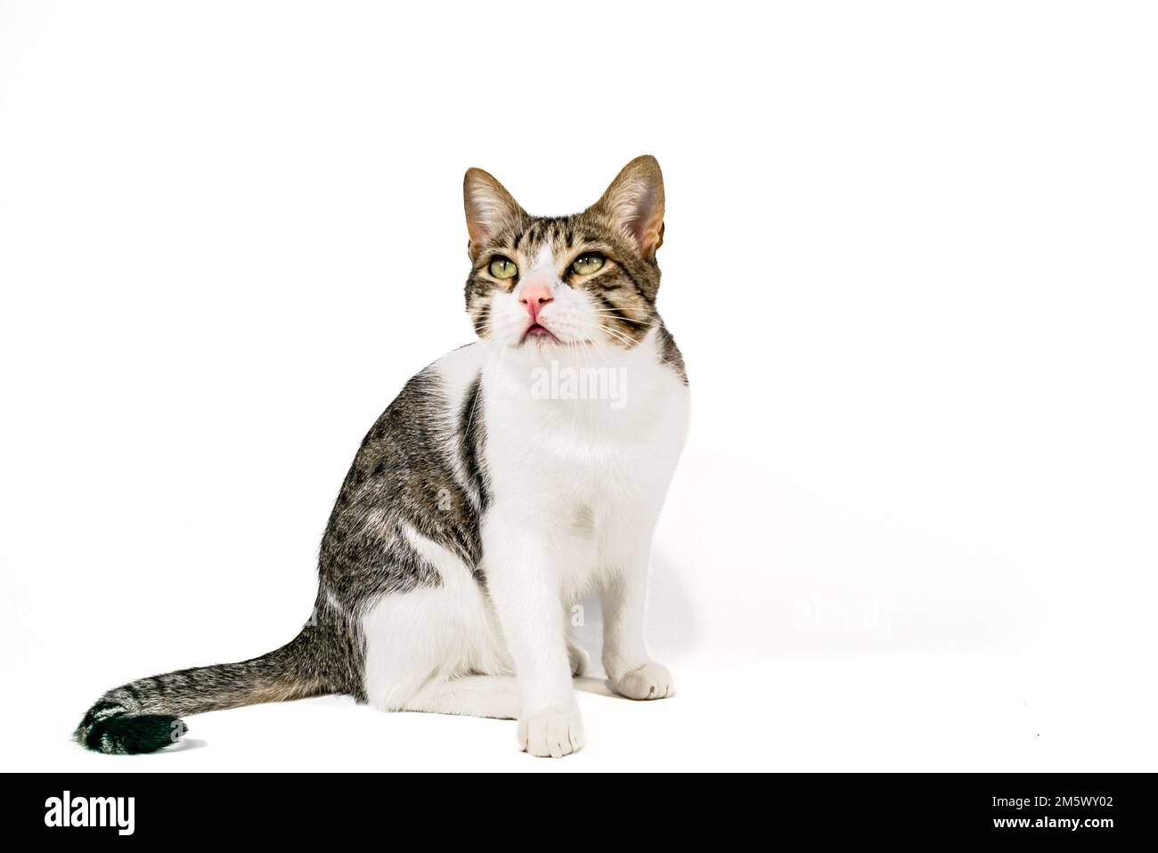 Schläfrige streunende, gestreifte Vogel-Katze, die sich hinsetzt und die Kamera auf weißem Hintergrund betrachtet. Slow Motion Video Grain-Effekt angewendet. Gestreiftes Haustier. Stockfoto