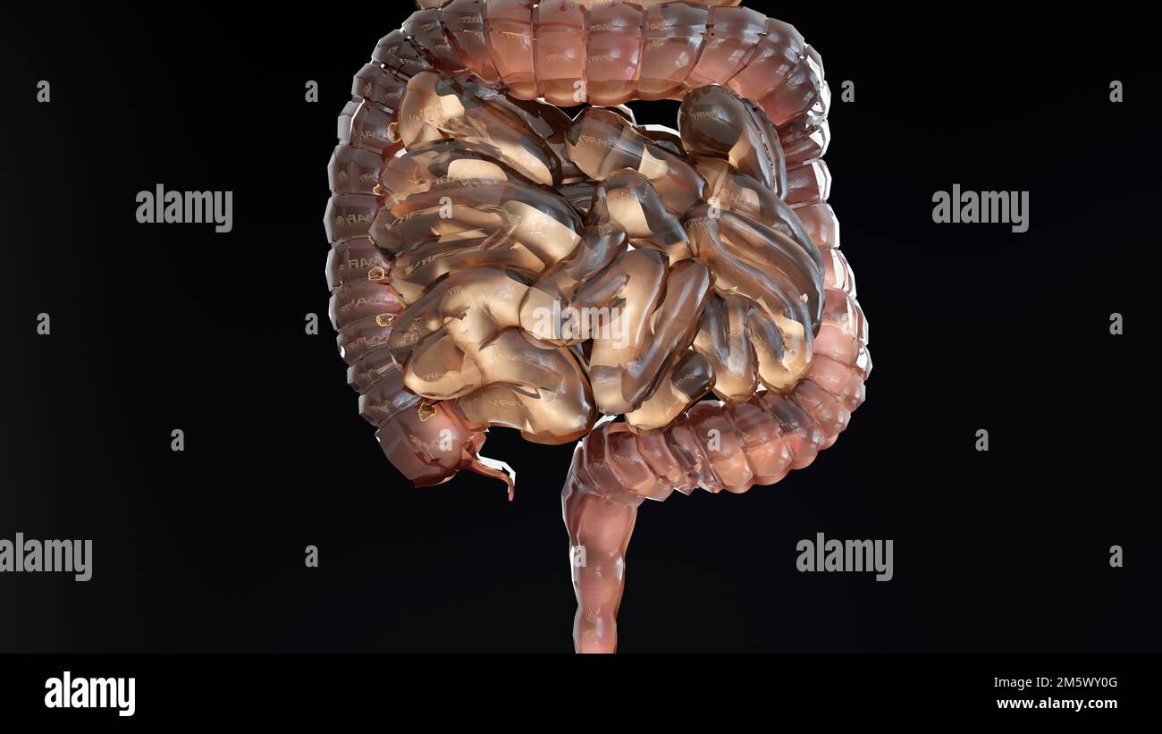 Menschlicher Magen Anatomie Verdauung, Begriff des Darms, vom Mund bis zum Darm, Abführmittel, Verstopfung, Speiseröhre, Schlucken Stockfoto
