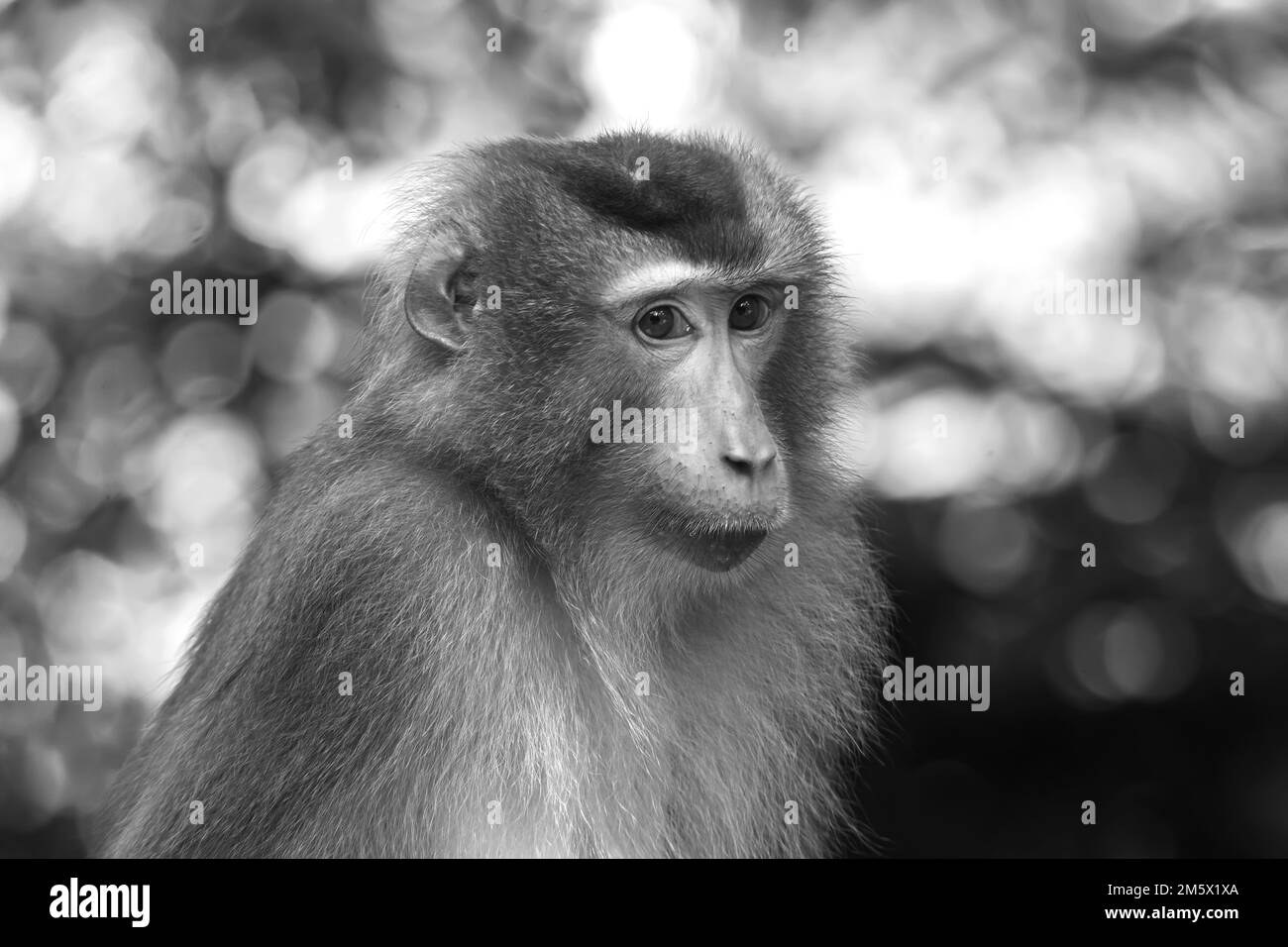 Eine Nahaufnahme eines wilden Affen mit einem niedlichen Gesicht auf einem hellen Bokeh-Hintergrund in Graustufen Stockfoto