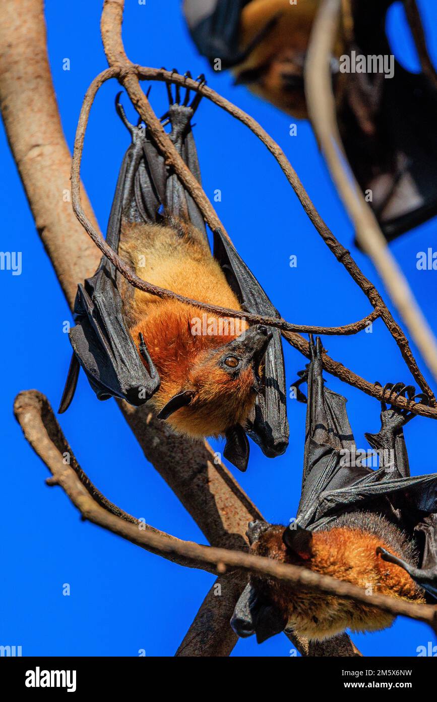 lyles fliegender Fuchs oder Flughund hängt an den langen Krallen von einem Baum in der Wat phnom Pagode in phnom penh kambodscha Stockfoto