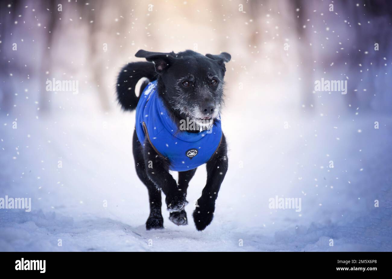 Winterporträt eines Hundes, der im Schnee rennt. Im Winter gibt es auch Kleidung für Hunde. Sport. Stockfoto