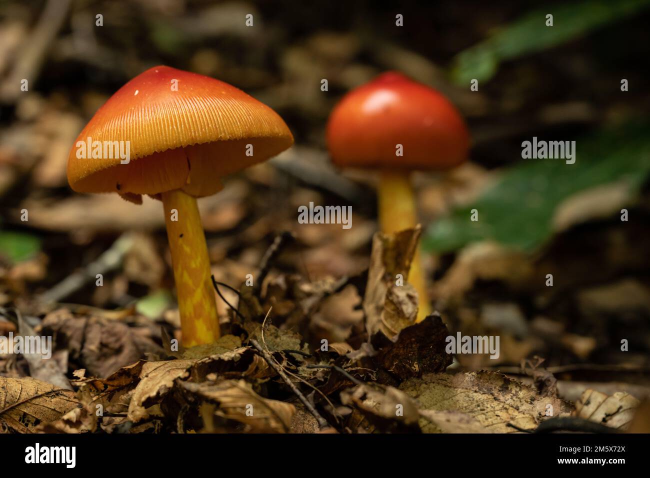 Kleiner roter und orangefarbener Pilz Nahaufnahme in den Smokies Stockfoto