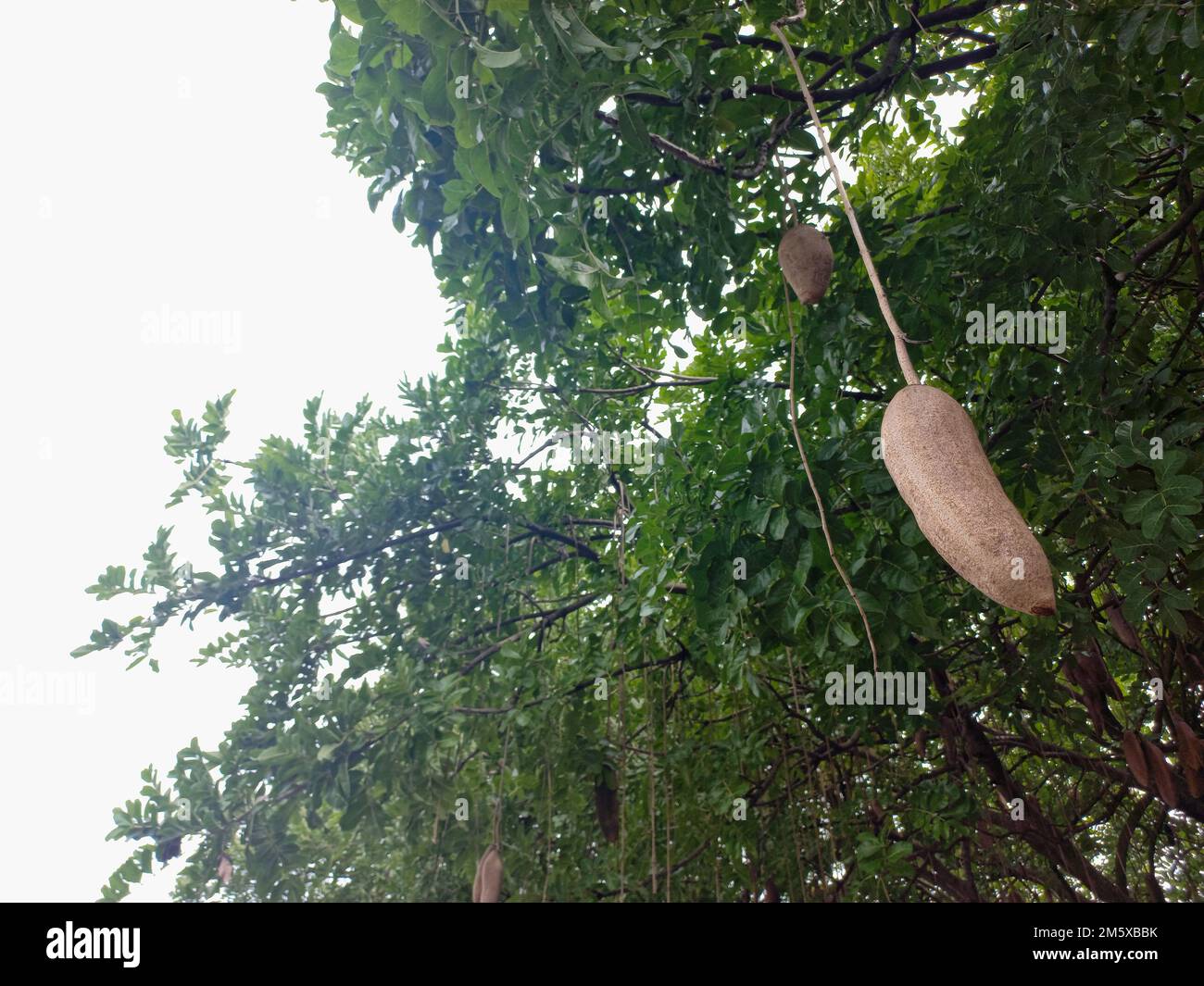 Kigelia Africana, auch bekannt als Wurstbaum oder Gurkenbaum. Das liegt daran, dass die Form der Früchte einer Wurst oder Gurke ähnelt Stockfoto