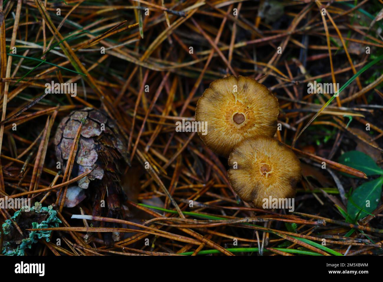 Nahaufnahme des Anbaus von Pilzen in gelben Nadeln im Wald Stockfoto