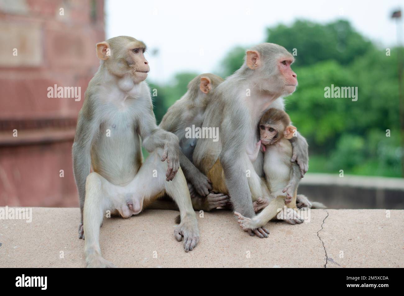 Affen-Familie mit einem kleinen Baby-Makaken. Affentempel Indien Stockfoto