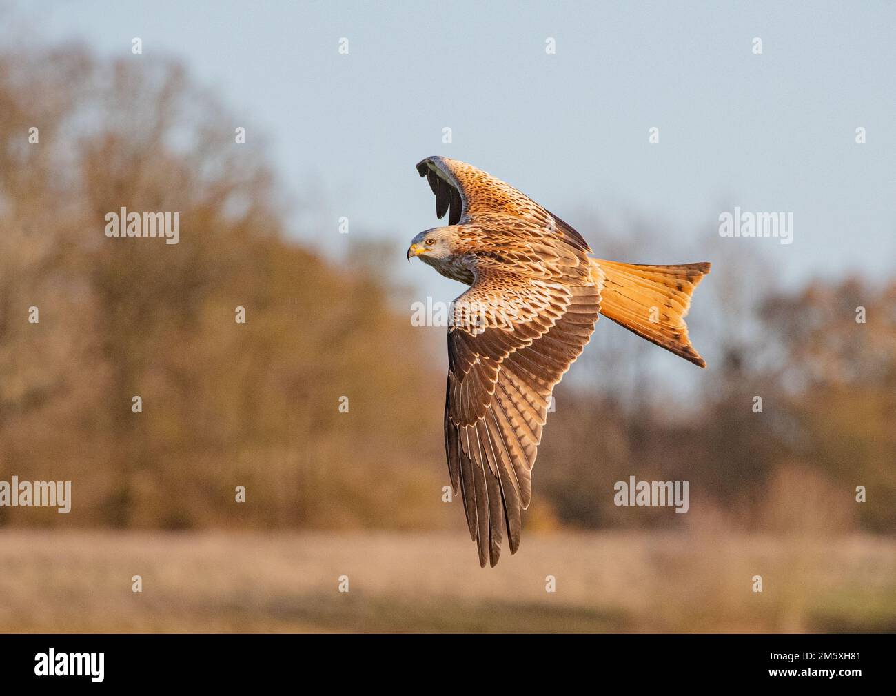 Nahaufnahme eines Roten Drachen (Milvus milvus), der über Ackerland und Wälder fliegt und vom Aussterben des Vereinigten Königreichs zurückgebracht wurde. Suffolk Stockfoto