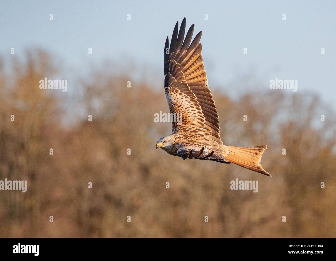 Nahaufnahme eines Roten Drachen (Milvus milvus), der vor einem Waldhintergrund fliegt. Vom Aussterben des Vereinigten Königreichs zurückgebracht. Suffolk Stockfoto