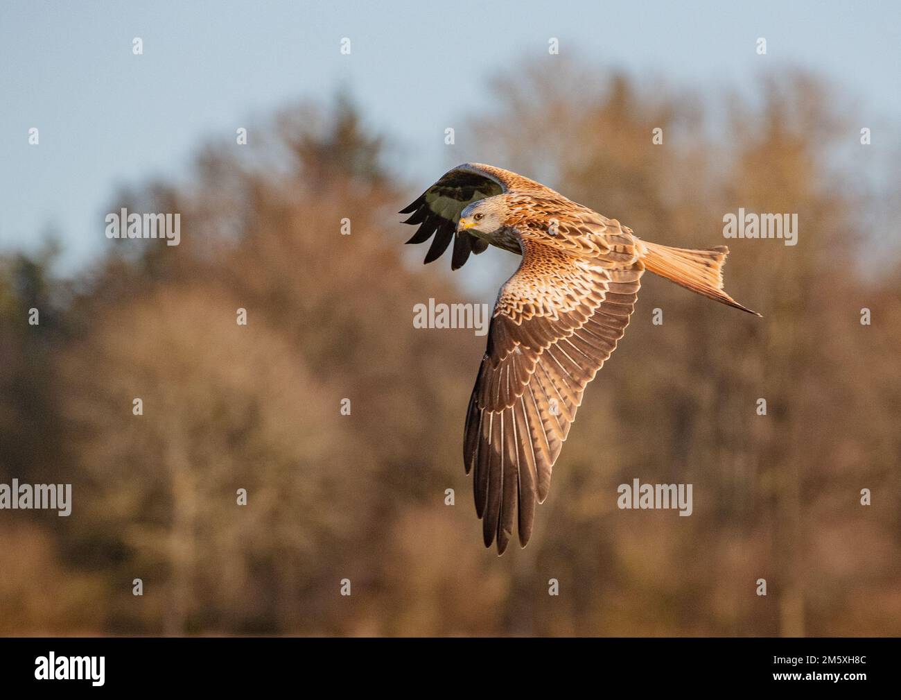 Nahaufnahme eines Roten Drachen (Milvus milvus), der vor einem Waldhintergrund fliegt. Vom Aussterben des Vereinigten Königreichs zurückgebracht. Suffolk Stockfoto