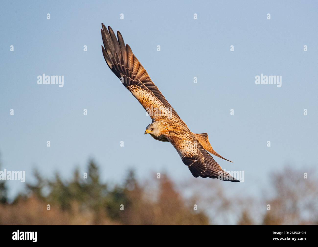 Nahaufnahme eines Roten Drachen (Milvus milvus), der über einen Wald fliegt, der aus dem Vereinigten Königreich zurückgebracht wurde. Suffolk Stockfoto